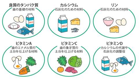 歯を強くする食べ物のご紹介♪｜桃谷駅すぐの歯医者 - 岡歯科医院